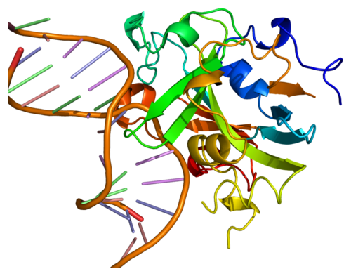 MPG (gene)